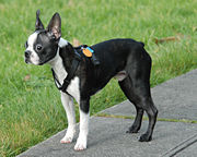 Male Boston Terrier with typical black and white coat