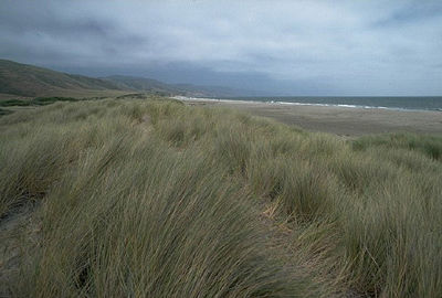 A coastal dune grassland on the Pacific Coast, USA
