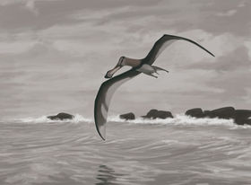 A pterosaur, Anhanguera piscator