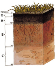 Darkened topsoil and reddish subsoil layers are typical in some regions.