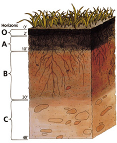 Image:Soil profile.png