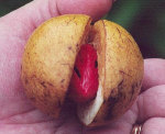 Mace within nutmeg fruit.