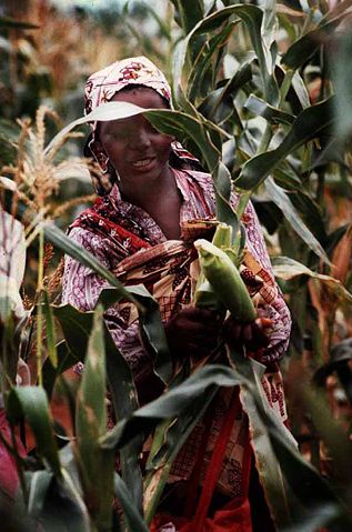 Image:Women in Mozambique with maize.jpg