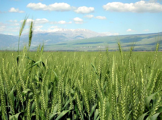 Image:Wheat-haHula-ISRAEL2.JPG