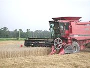 Combining wheat in Hemingway, South Carolina.
