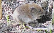 The bank vole lives in woodland areas in Europe and Asia.
