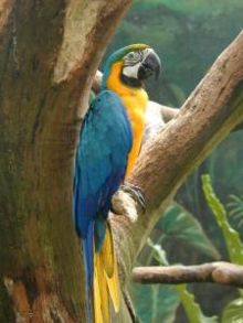 Blue-and-yellow Macaw.