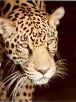 Among many other mammals, Guyanese jungles are home to the jaguar.