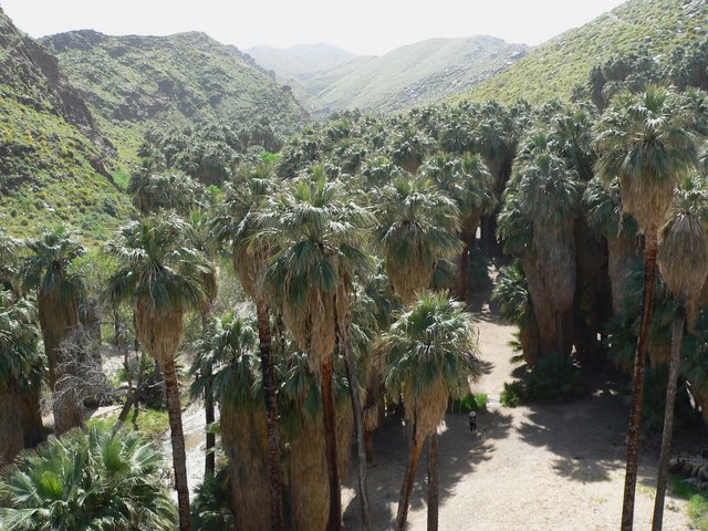 Image:Washingtonia filifera in Palm Canyon.jpg