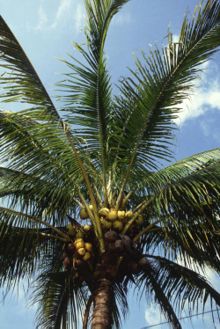 A coconut palm.