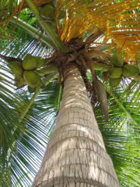 A coconut palm tree in Curaçao.