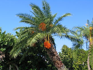The orange fruit on a palm tree.