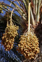 Fruit of the Date Palm Phoenix dactylifera