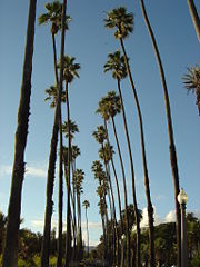 Washingtonia robusta trees line Ocean Avenue in Santa Monica, California.