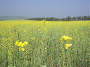 Grasslands of Chengde, Hebei Province, North China.