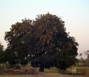 Tamarind tree, India