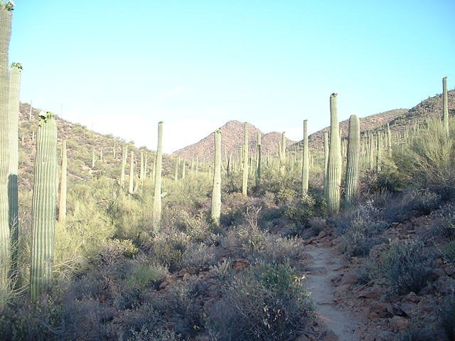 Image:Saguaro Forest - Tucson Arizona - Relic38.JPG