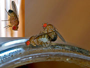 Mating fruit flies. Note sexcombs male insert