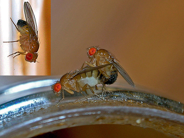 Image:Fruit flies.jpg