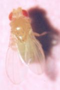 Drosophila melanogaster mutation: yellow cross-veinless forked fruit fly.