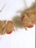 A wild fruit fly (left) has antennae, while a fly with the antennapedia mutation (right) has an extra set of feet in the place of antennae.
