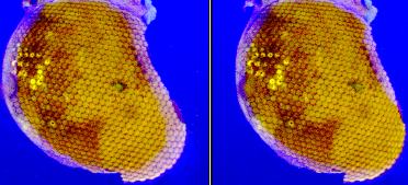 Stereo images of the fly eye