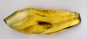 Insect trapped in amber. The amber piece is 10 mm (0.4 inches) long. In the enlarged picture, the insect's antennae are easily seen.