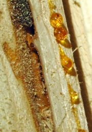 Wood resin, the ancient source of amber