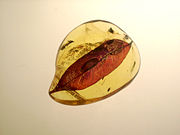 Leaf in Dominican amber