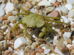 A young Carcinus maenas showing the common green colour