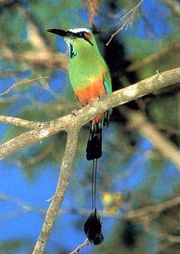 Guardabarranco (Turquoise-browed Motmot): the national bird.