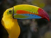 Toucan is a common bird in Nicaragua´s Rainforests