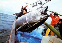 Tuna fishing in Hokkaidō, Japan