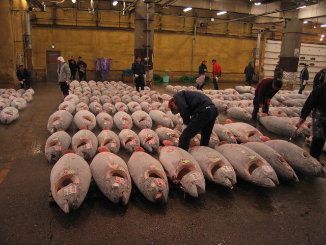 Image:Tsukiji Fish market and Tuna.JPG