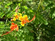 A yellow and red Pride of Barbados.