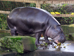 A Pygmy Hippopotamus at the Bristol zoo