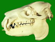 The skull of a pygmy hippopotamus.