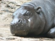 A pygmy hippopotamus resting at the Louisville Zoo.  The skull of a pygmy hippo has less pronounced orbits and nostrils than a common hippopotamus.