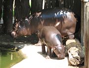 A baby pygmy hippopotamus stands near its parent at a zoo in Jihlava, Czech Republic.