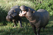 A pair of pygmy hippos at the Mount Kenya Wildlife Conservancy