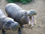 A pair of pygmy hippos beg for sugar cane at the Mount Kenya Wildlife Conservancy