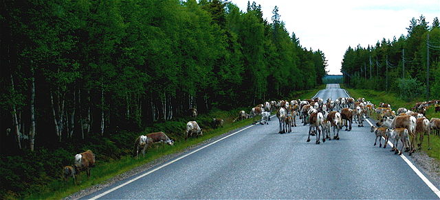 Image:Reindeer road block Kuusamo.jpg