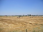 Crops in the great Padan Plain