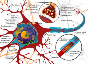a diagram of a nerve cell showing the different places where a synapse could occur