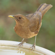 The Clay-colored Robin is Costa Rica's national bird.