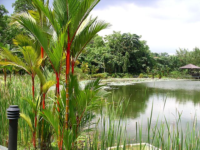 Image:Singapore botanic garden pond.jpg