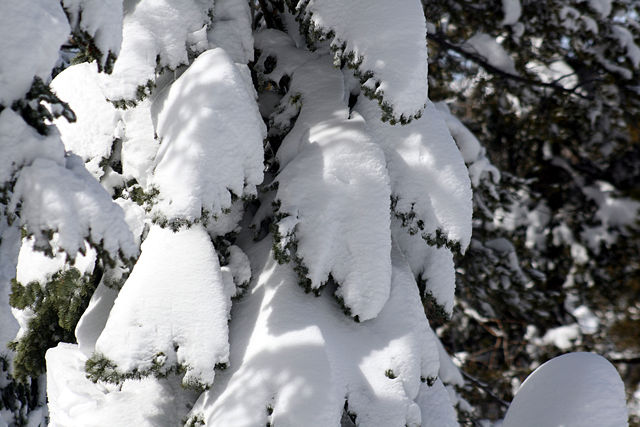 Image:Tree covered with snow.jpg