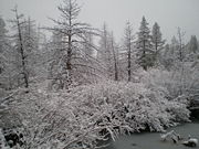 First snow of winter, Truckee, California, United States