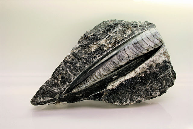 Image:Silurian Orthoceras Fossil Macro 2.JPG