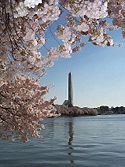 27 March: Cherry trees for D.C.